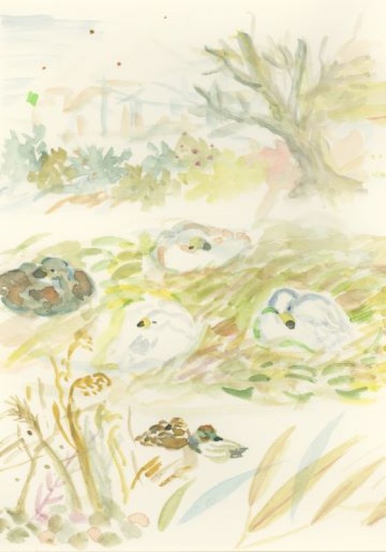 【今月の絵】大北川の白鳥