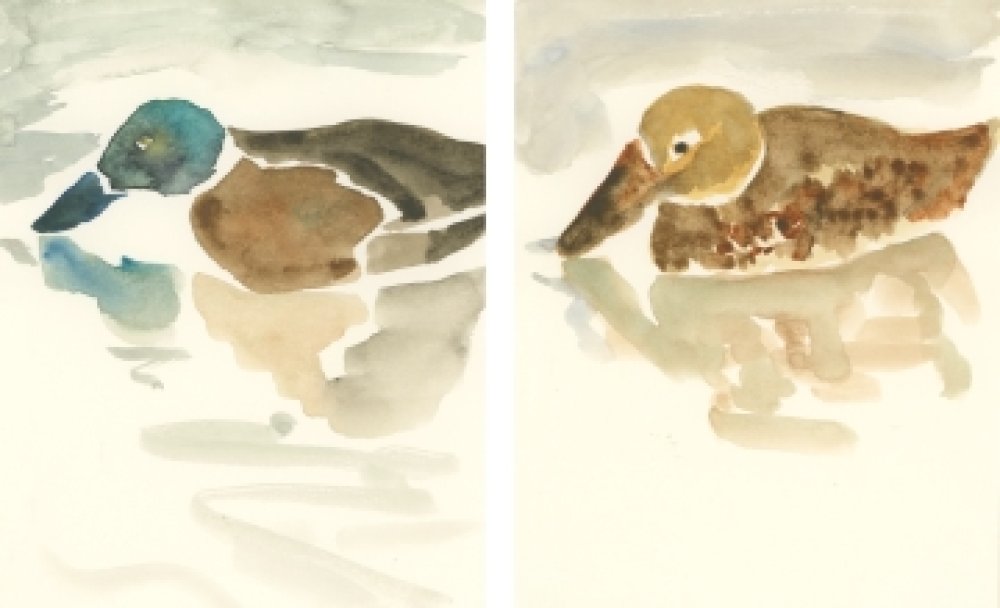 メスオスとのハシビロガモ