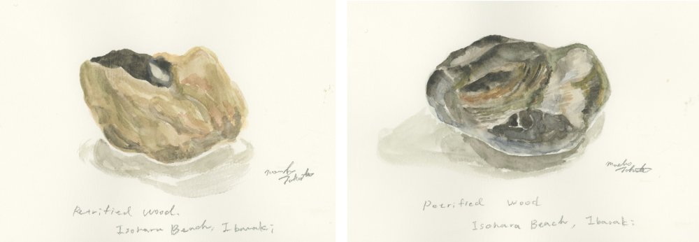 【今月の絵】常磐炭田の珪化木（けいかぼく）（オモテとウラ）