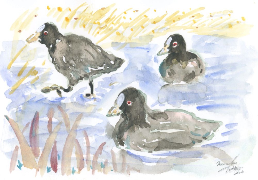 オオバンの大北川